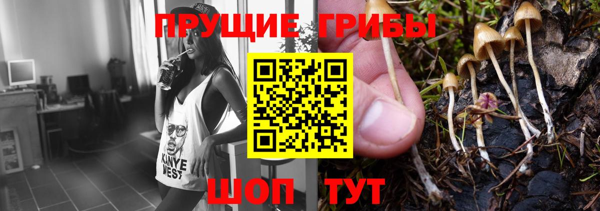 Галлюциногенные грибы GOLDEN TEACHER  Псилоцибиновые грибы GOLDEN TEACHER  Знаменск  Вход с VPN 